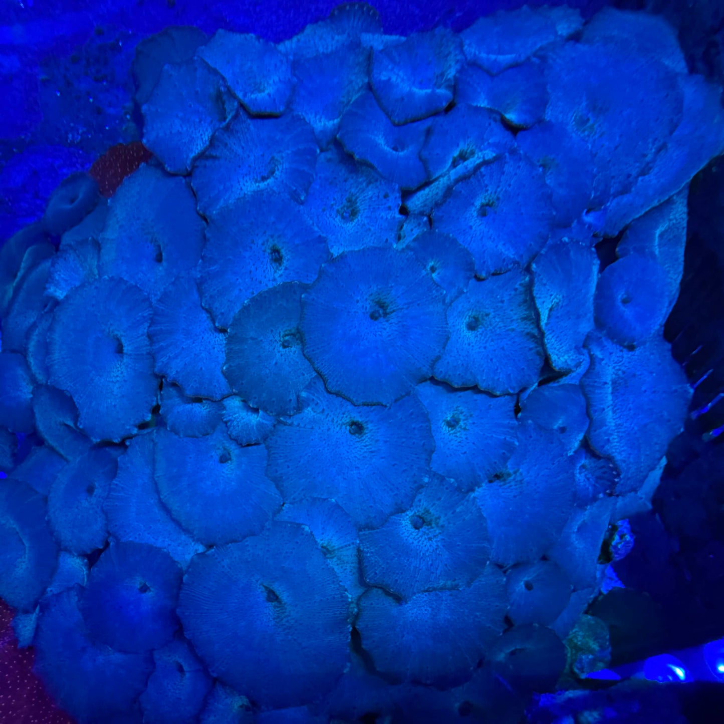 Blue Discosoma Mushroom Coral