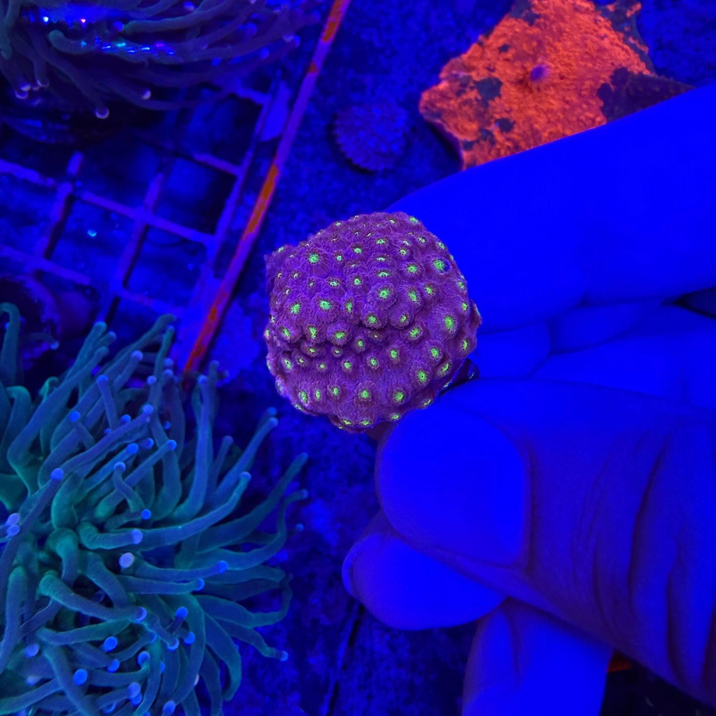 WYSIWYG Bling Bling Cyphastrea Coral
