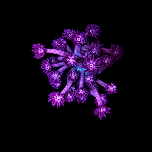 WYSIWYG High Grade Goniopora Coral