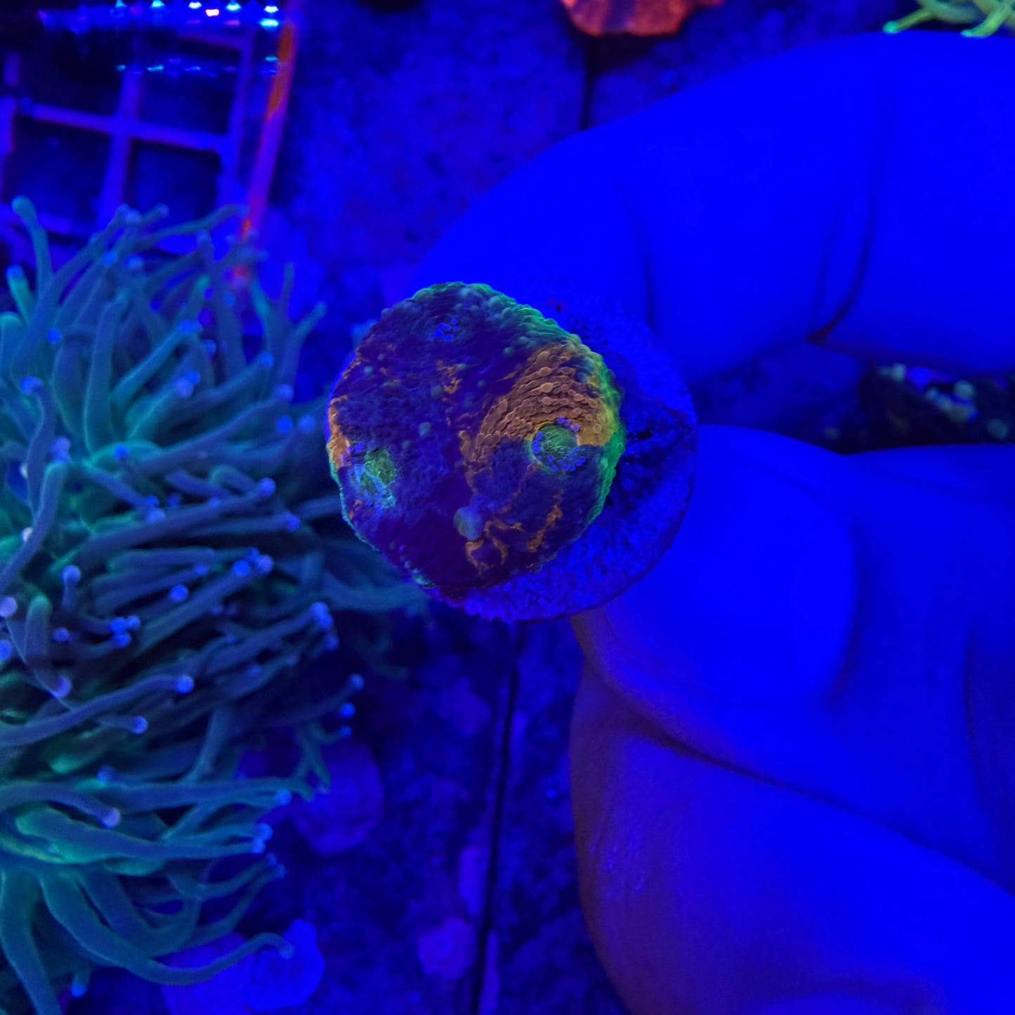 WYSIWYG Rainbow Echinata Coral