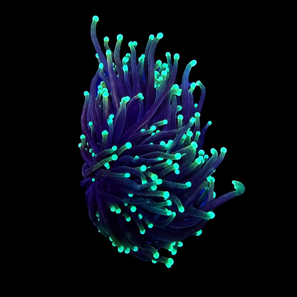 Rasta Torch Coral