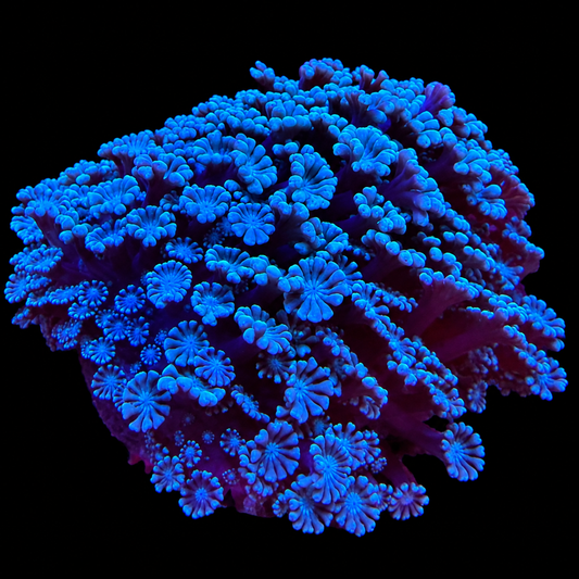 WYSIWYG Green Alveopora Coral