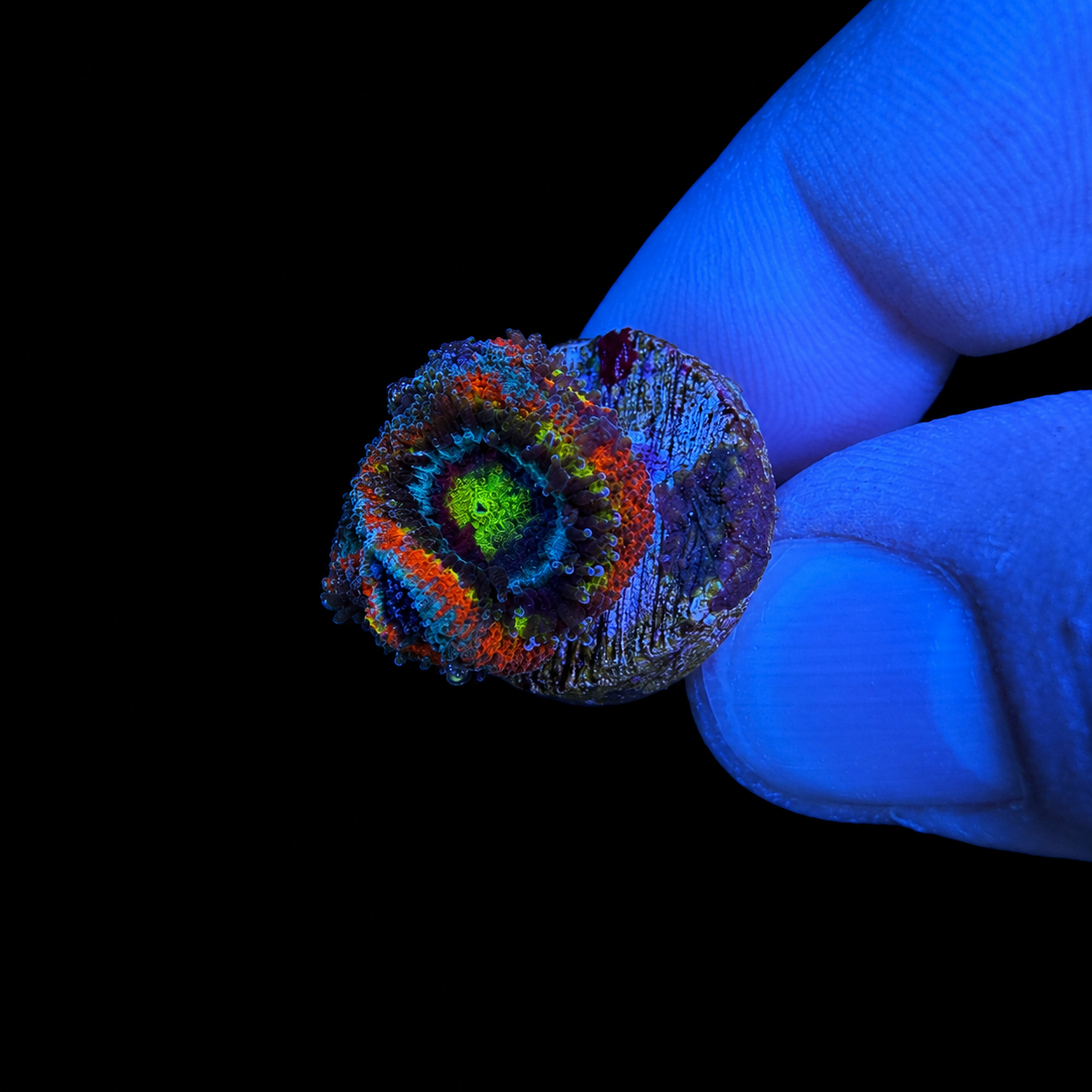 WYSIWYG Holy Grail Micromussa Coral