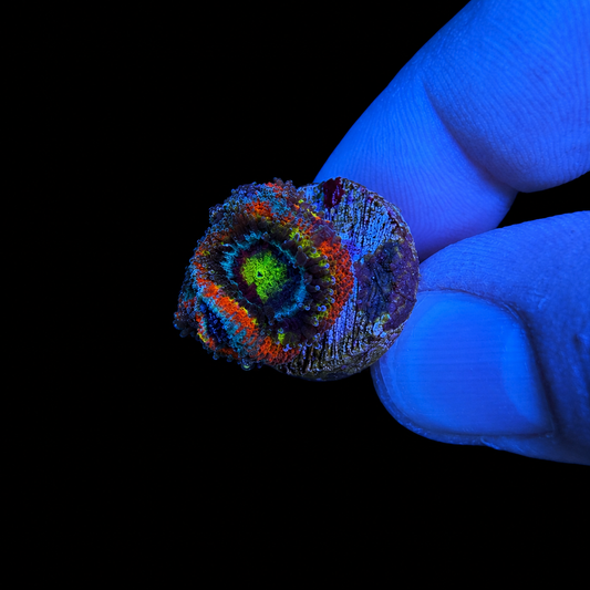 WYSIWYG Holy Grail Micromussa Coral