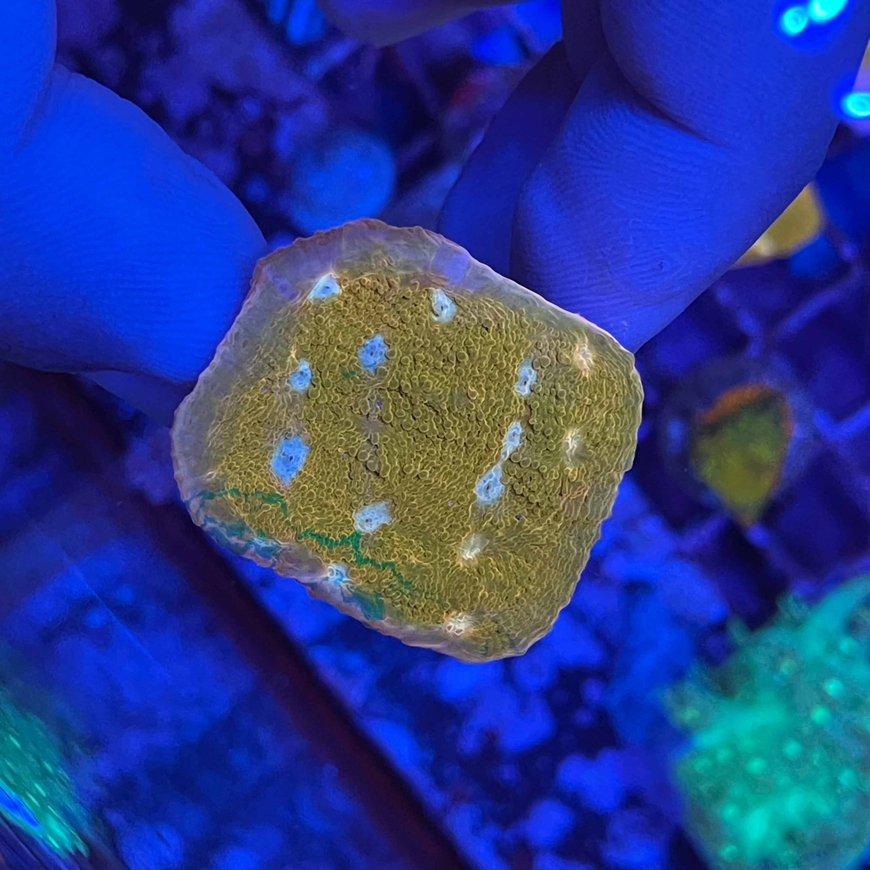 JF Orange Zombie Chalice – Aquarium Show