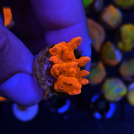 Red Setosa Coral Frag