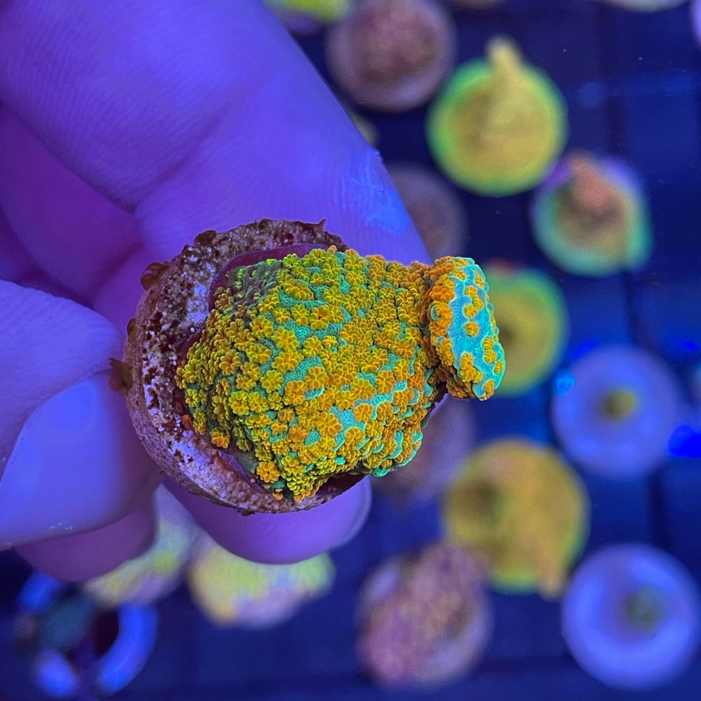 Aquaman Montipora Coral