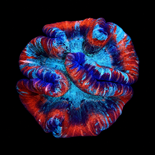WYSIWYG Trachyphyllia Coral