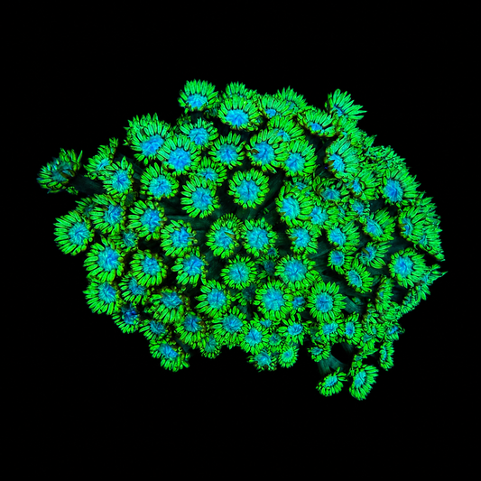 WYSIWYG Ultra Green Goniopora Coral