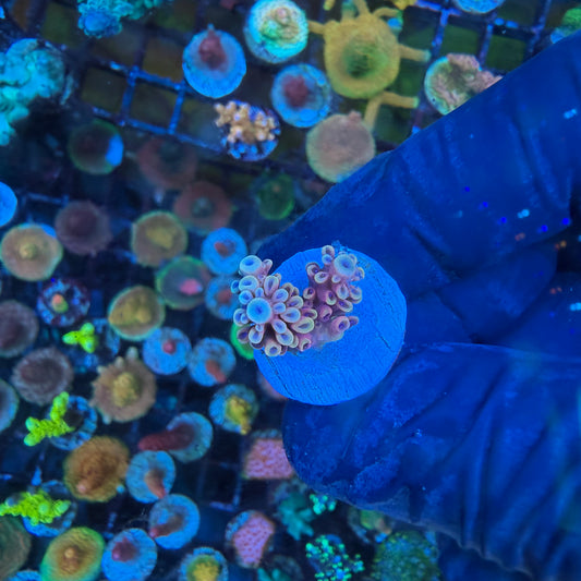 WYSIWYG Pink Cadillac