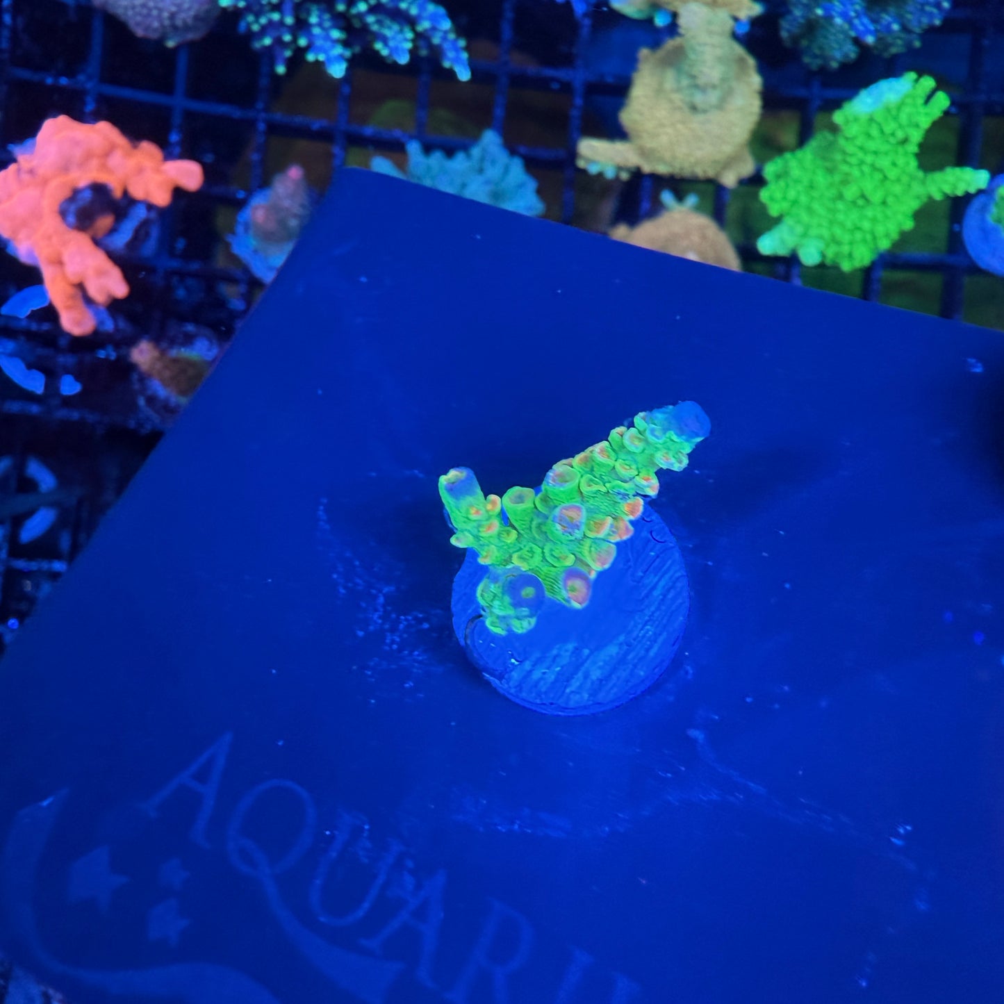 WYSIWYG TSA Peter Pan Acro