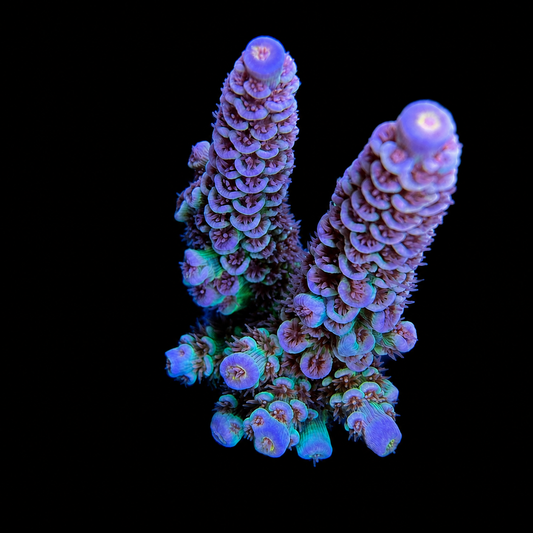 WYSIWYG AS Paradox Tenuis Coral