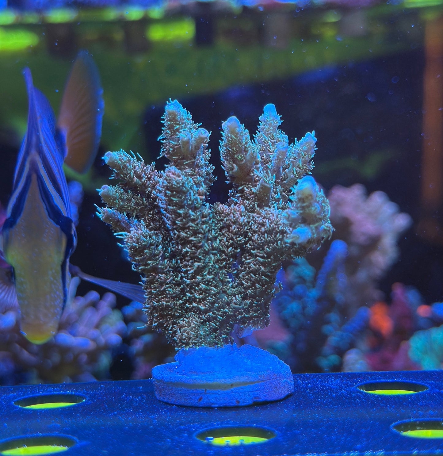 WYSIWYG Sunrise Millepora Mini Colony