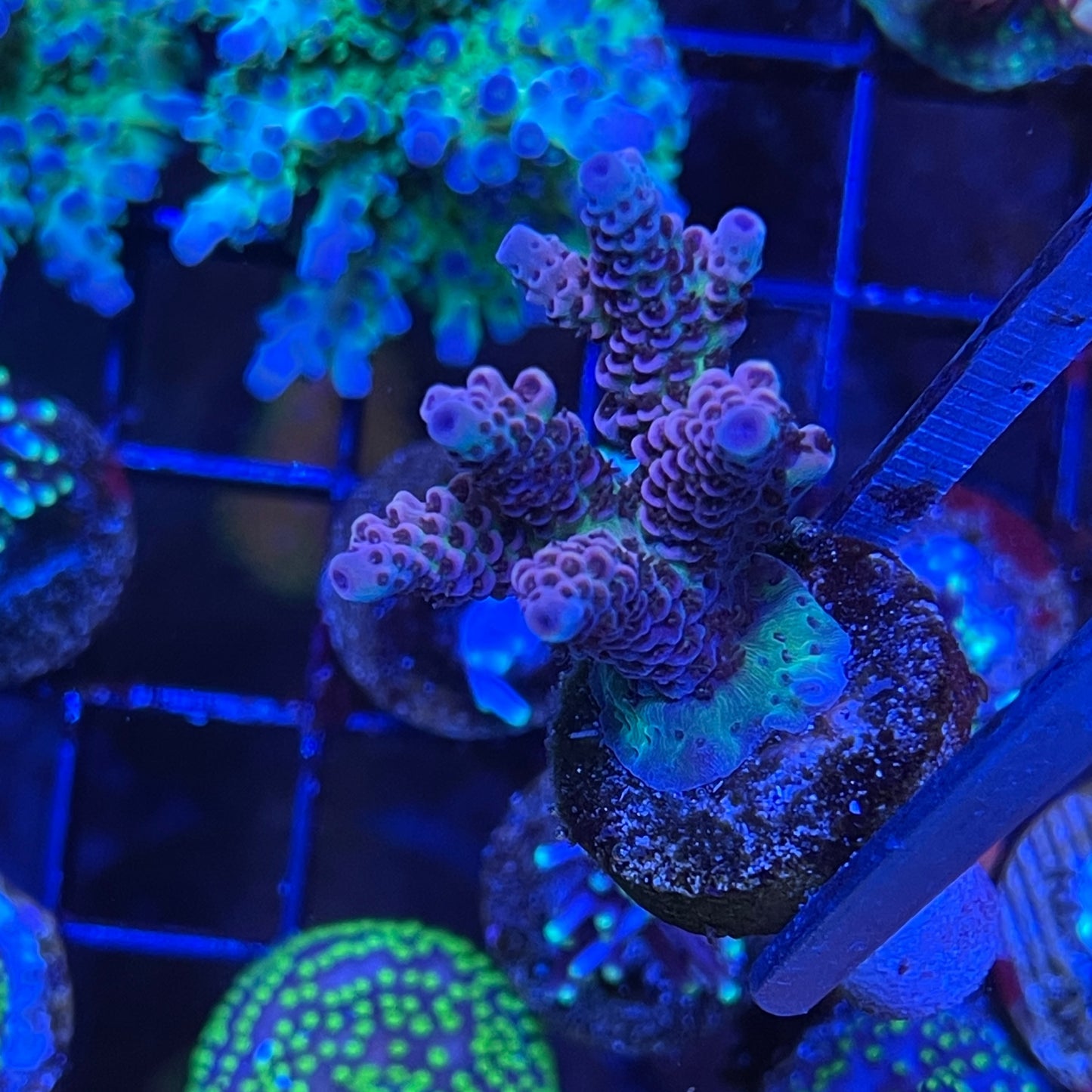 AS Rainbow Millepora