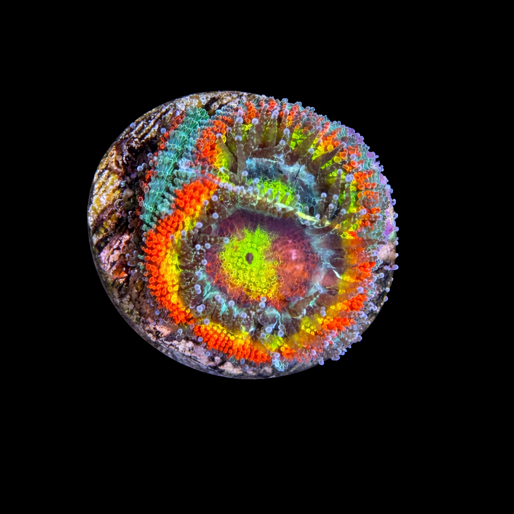 WYSIWYG Holy Grail Micromusa Coral