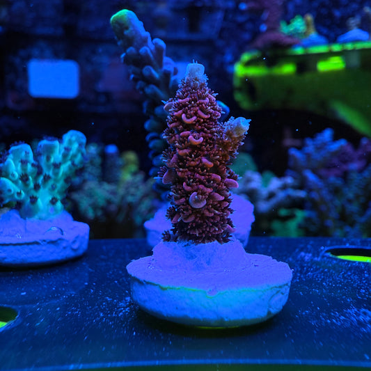 WYSIWYG TSA Daydream