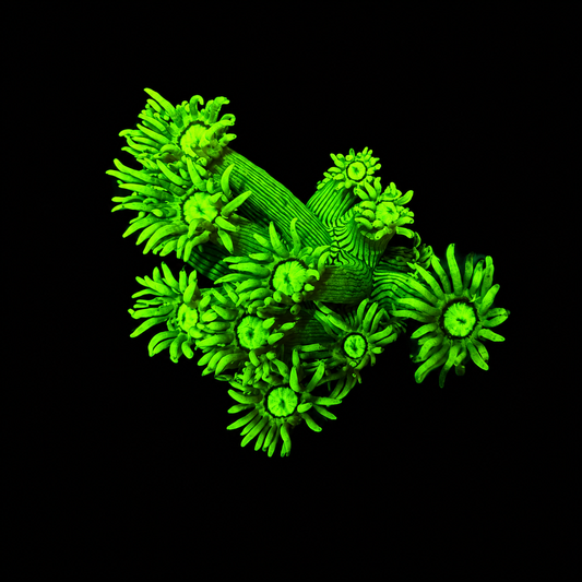 WYSIWYG Goniopora Coral