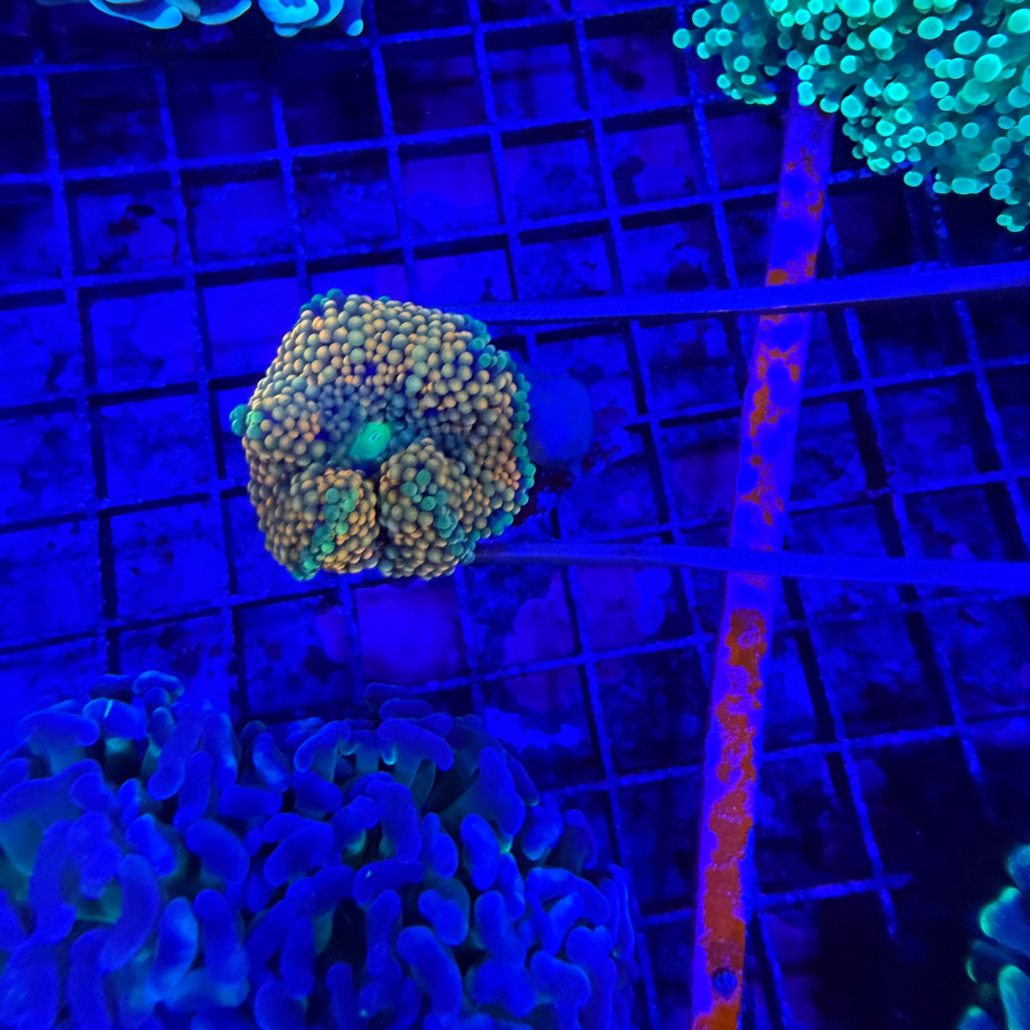 WYSIWYG Orange Ricordea Muchroom Coral