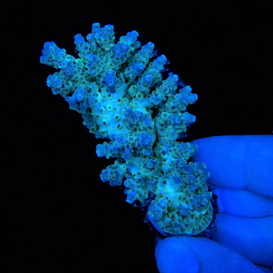 WYSIWYG AS Glacier Coral Colony