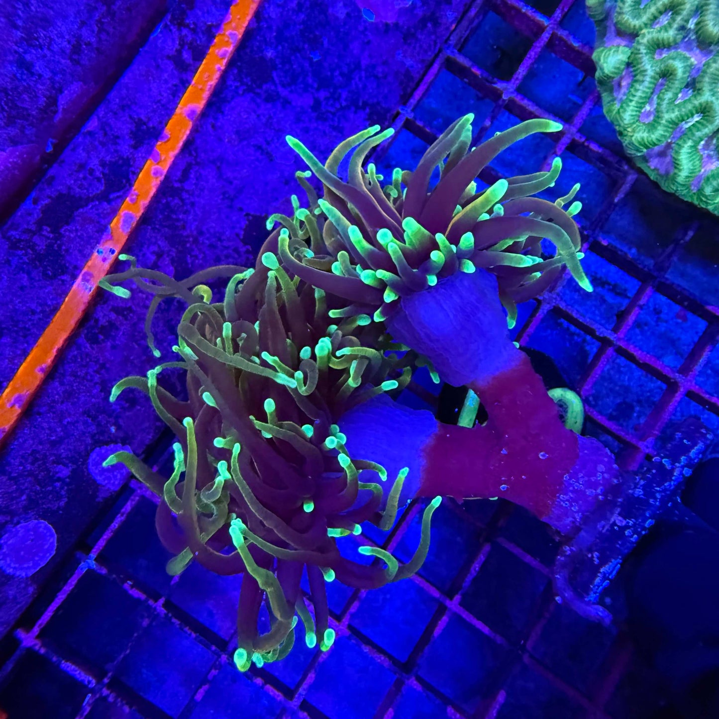 WYSIWYG 3 Head Goldfinger Torch Coral