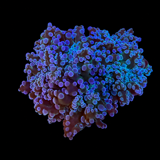 Blue Frogspawn Coral