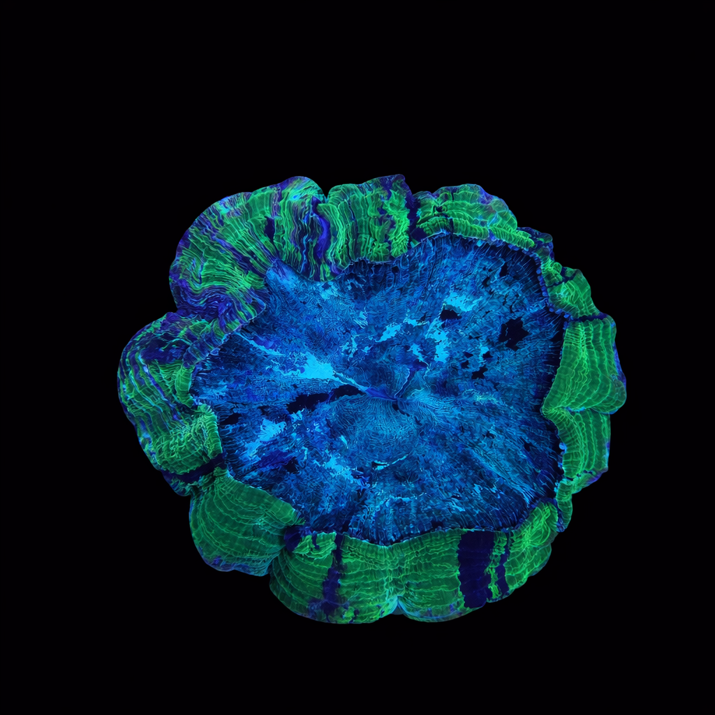 WYSIWYG Acanthophyllia Coral