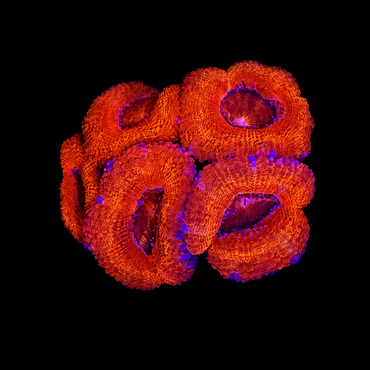 WYSIWYG High Grade Acan Coral