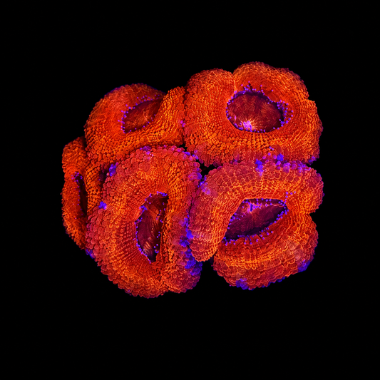 WYSIWYG High Grade Acan Coral