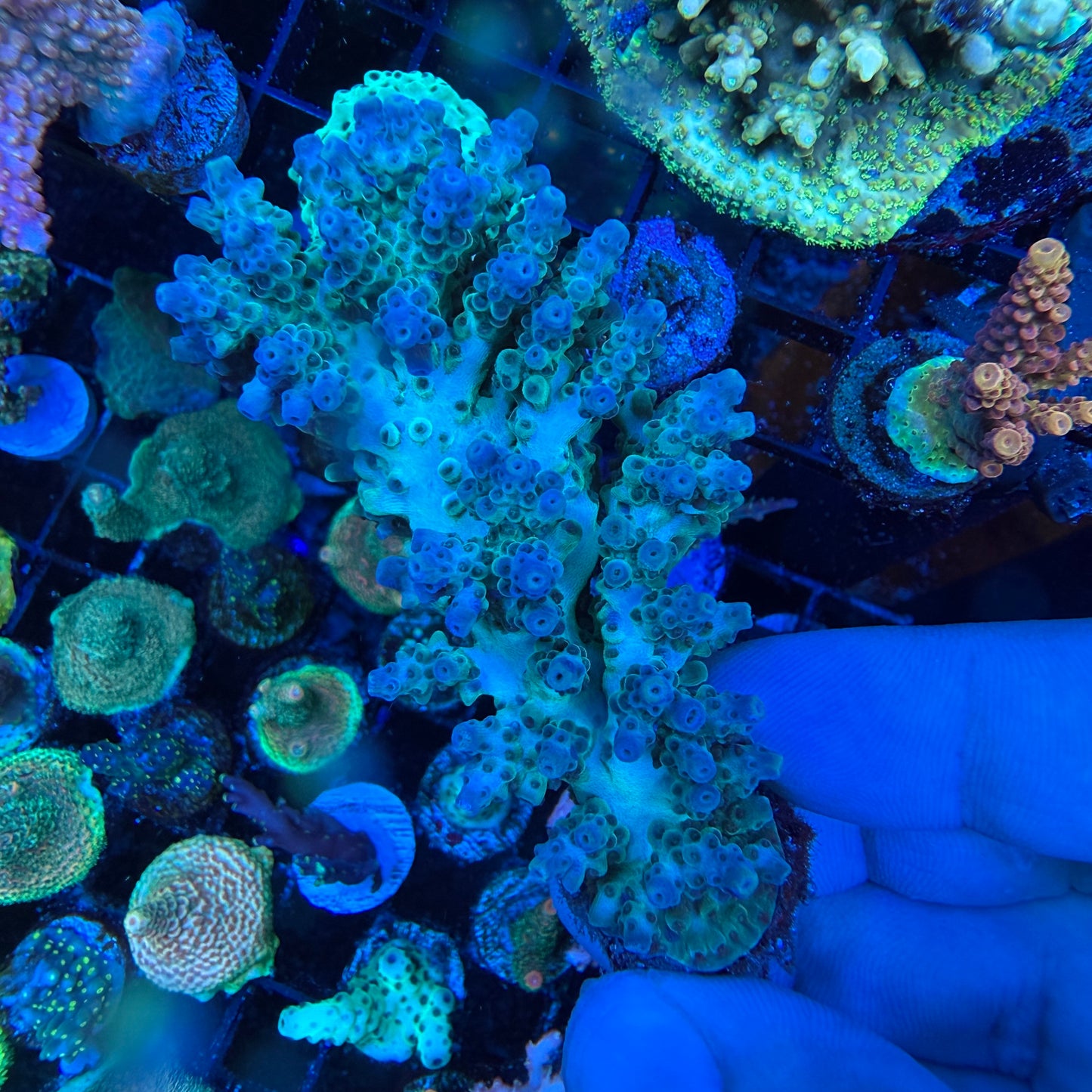 WYSIWYG AS Glacier Coral Colony