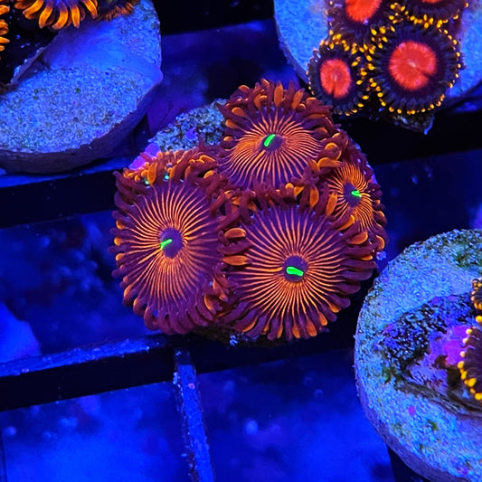 Red People Eaters Zoanthids