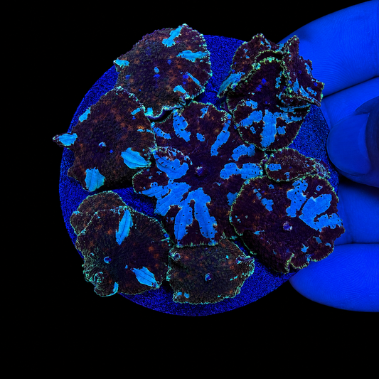WYSIWYG High End Mushroom Rock Coral