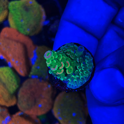 Peter Pam Acropora