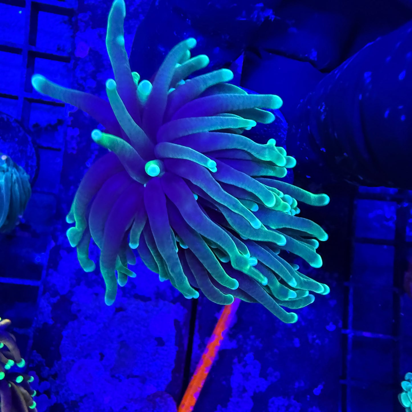 Green Soul Torch Coral