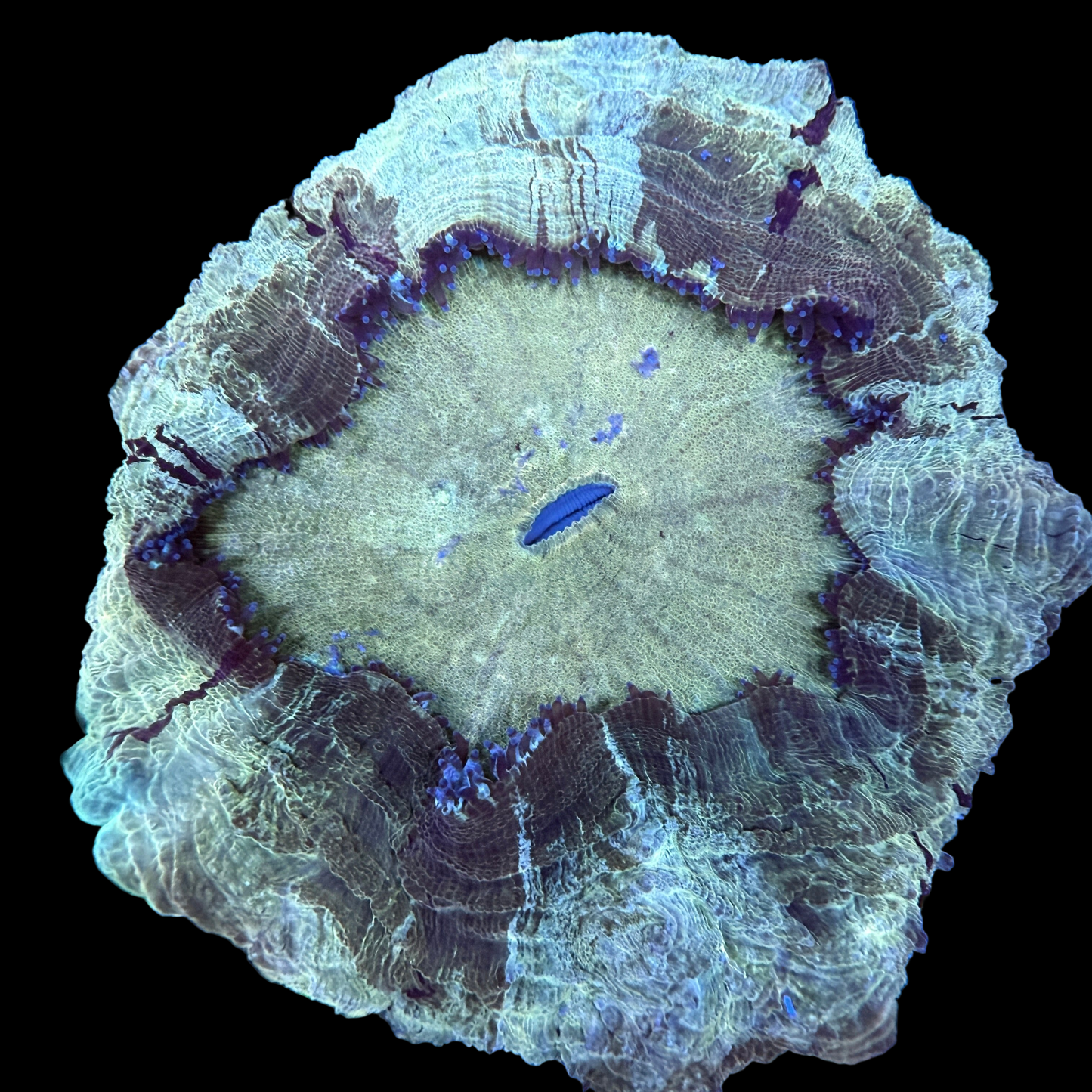 WYSIWYG Acanthophyllia