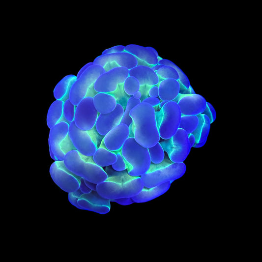 WYSIWYG Holy Hologram Hammer