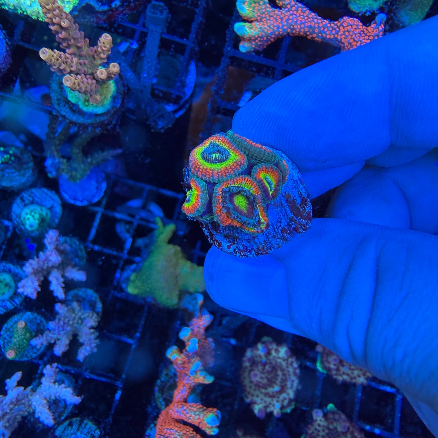 WYSIWYG Holy Grail Micromussa Coral