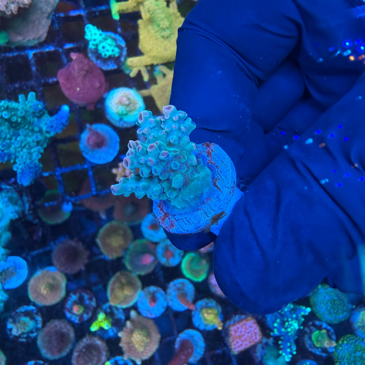 WYSIWYG AS Joker Acro