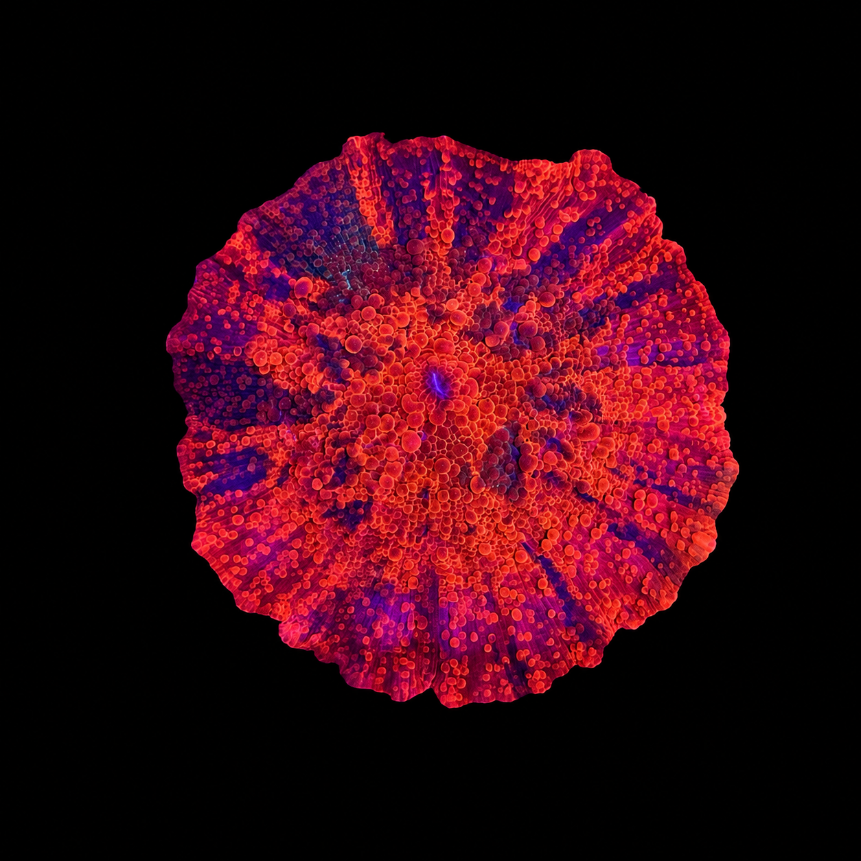 WYSIWYG Candy Crush Jawbreaker Mushroom Coral