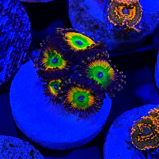 Candy Apple Zoanthids