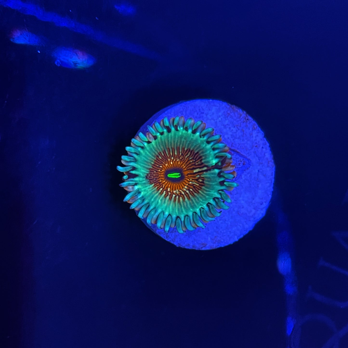 Blue Agave Zoa