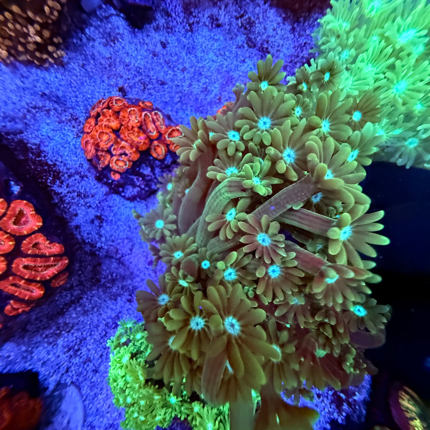 WYSIWYG Green Gonipora