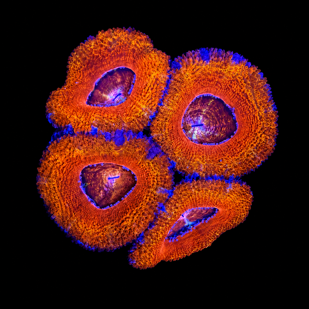 WYSIWYG High Grade Acan Coral