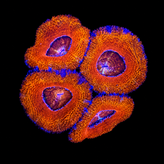 WYSIWYG High Grade Acan Coral