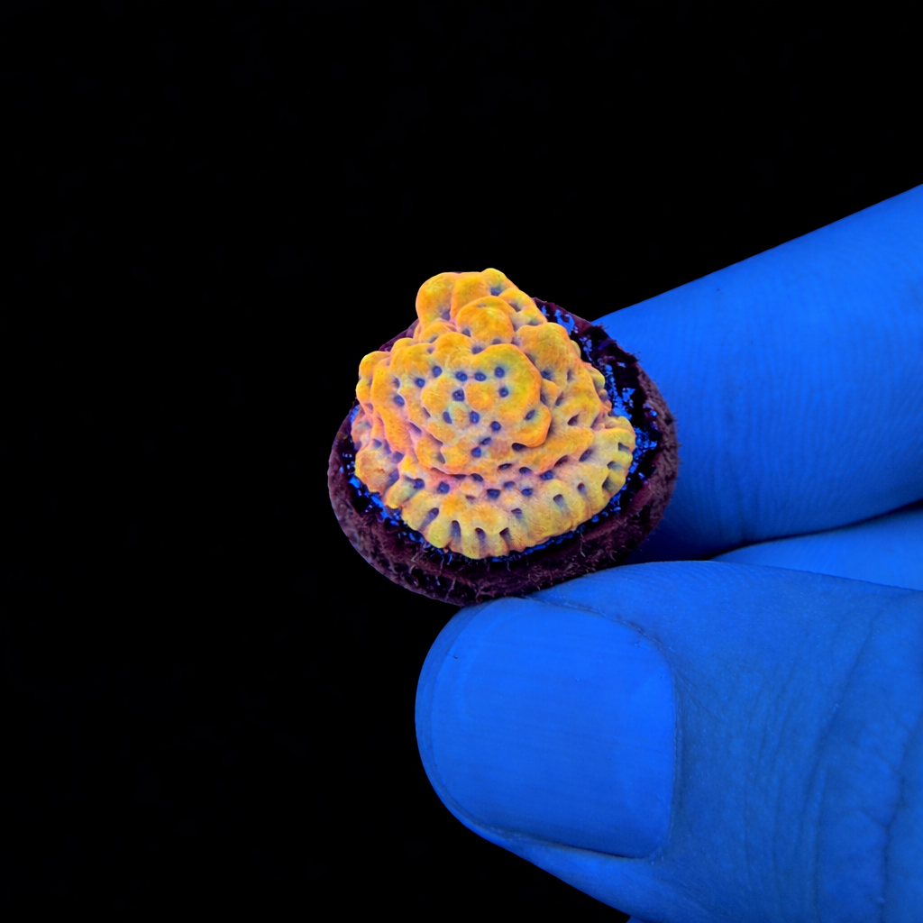 WYSIWYG TSA The Beast Coral Frag