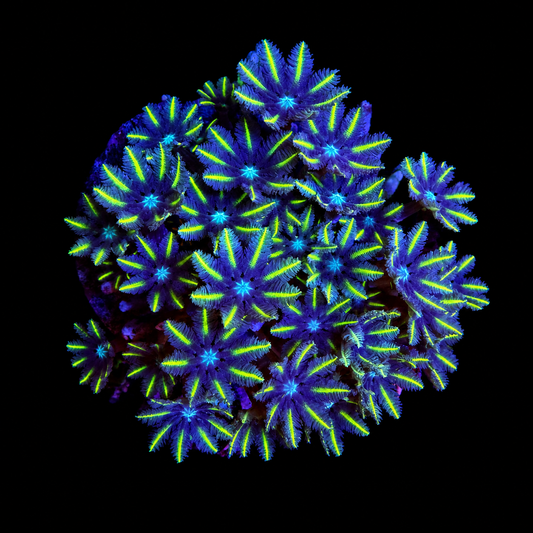 WYSIWYG Ultra Clove Polyp coral