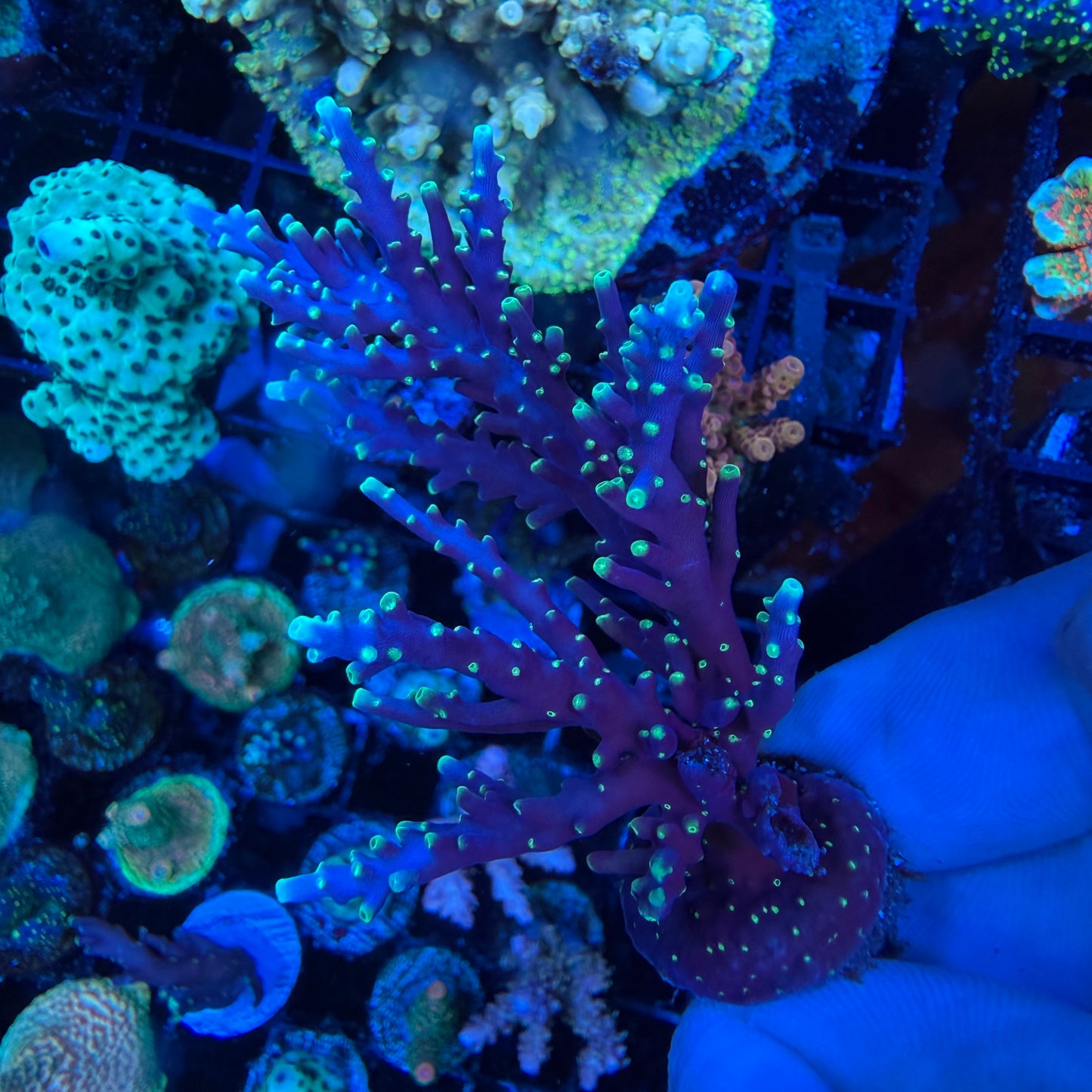 WYSIWYG Pacman Dragon Coral Colony