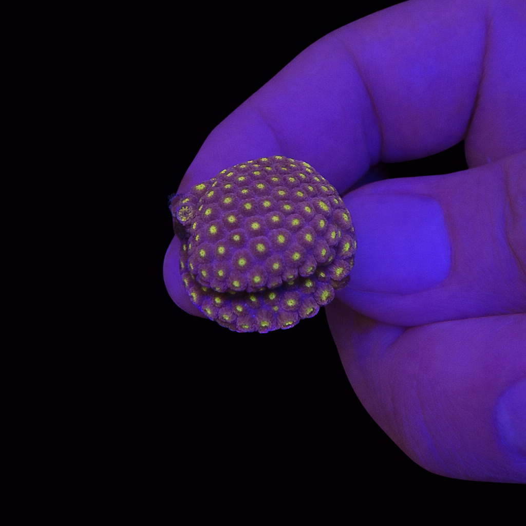 WYSIWYG Bling Bling Cyphastrea Coral