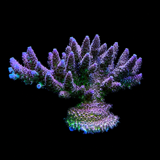 WYSIWYG AS Rainbow Coral Colony