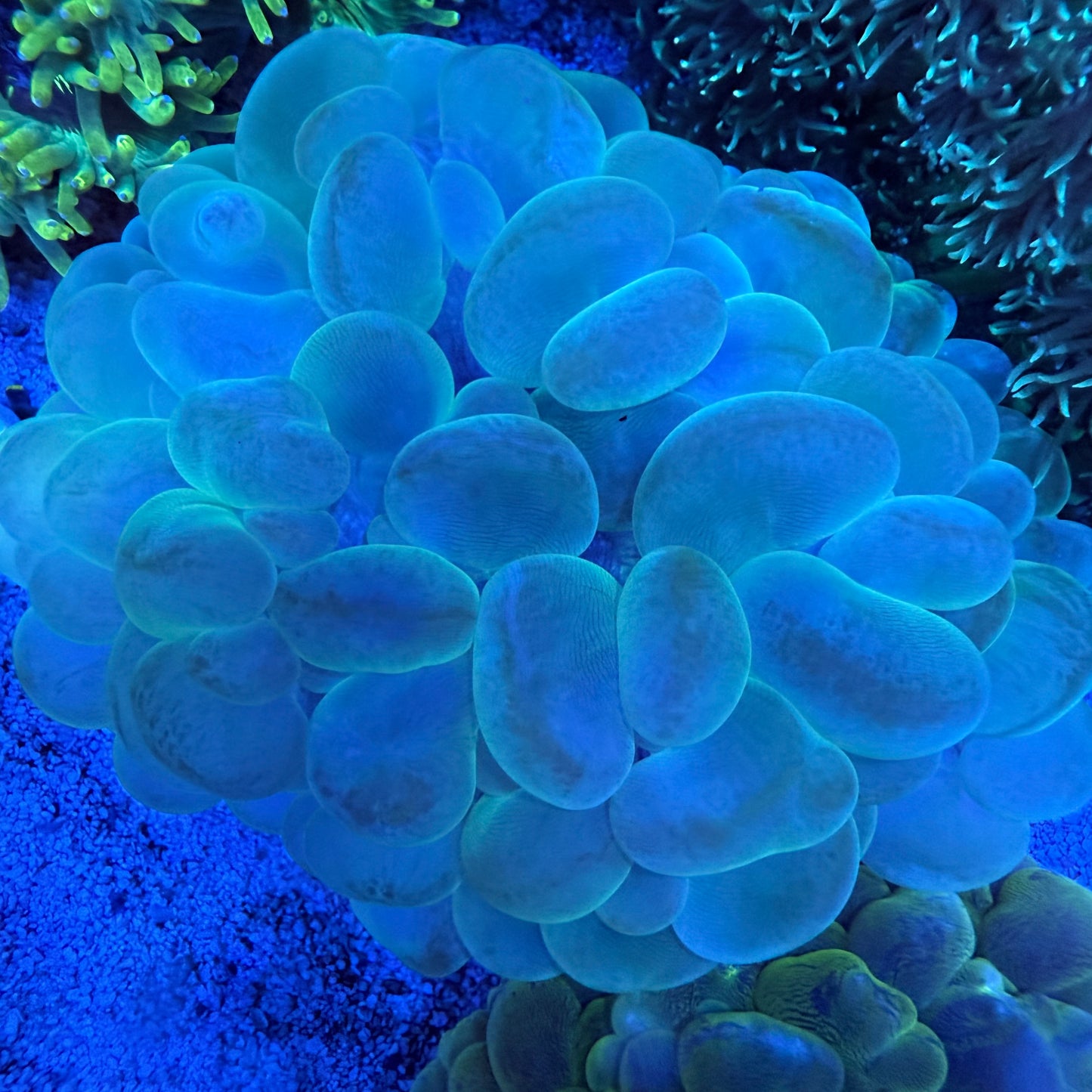 WYSIWYG Green Bubble Coral LG