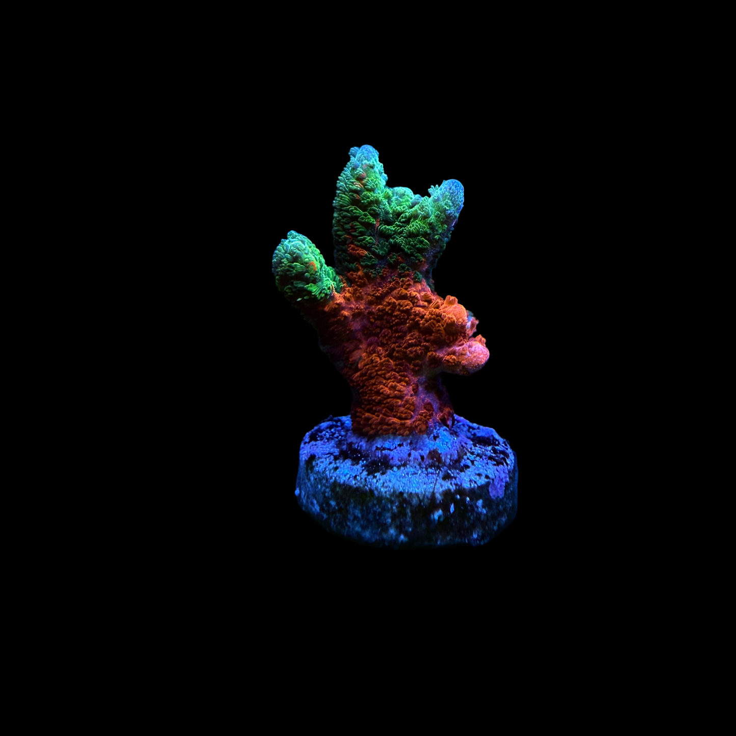 WYSIWYG WWC Contraband Grafted Digi